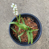 Platanthera dilatata - 1 gallon plant
