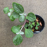 Plectranthus argentatus - 1 gallon plant