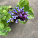 Plectranthus neochilus - 1 gallon plant