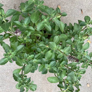 Plectranthus neochilus - 1 gallon plant