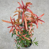 Podocarpus elatus seedling - 1 gallon plant
