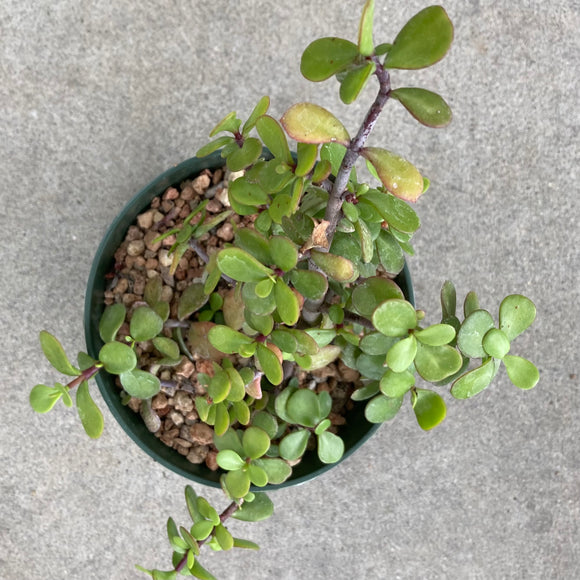 portulacaria afra aurea Portulacaria afra 'Aurea'