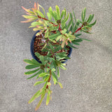 Protea 'Clark's Red' - 2 gallon plant