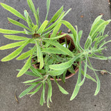 Protea neriifolia 'White Mink' - 2 gallon plant