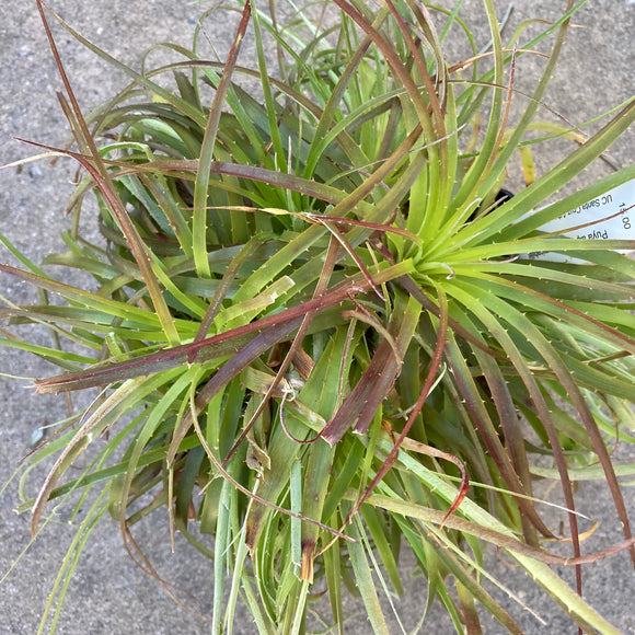 Puya alpestris x mirabilis - 1 gallon plant