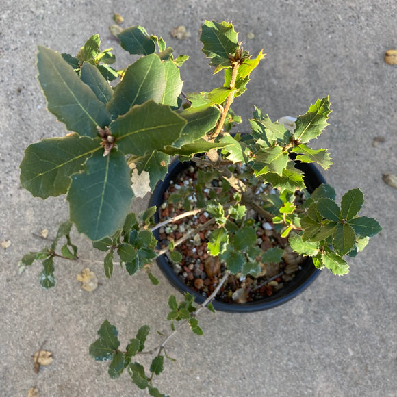 Quercus parvula var. shrevei - 2 gallon plant