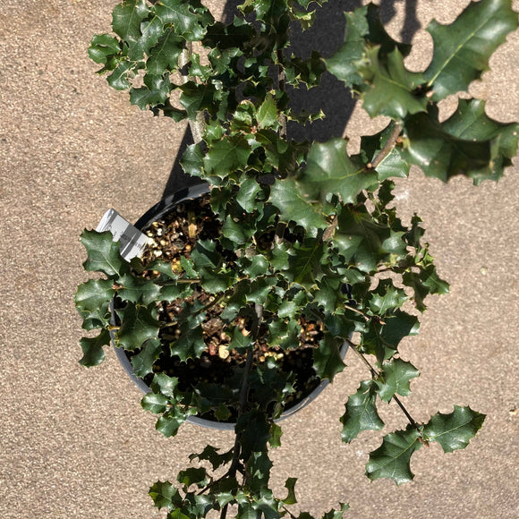 Quercus x parvula var. shrevei x agricola - 2 gallon plant