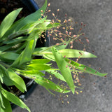 Panicum acuminatum - 1 gallon plant