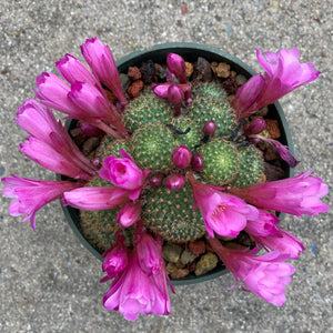 Rebutia sp. (pink flower) - 4 inch plant