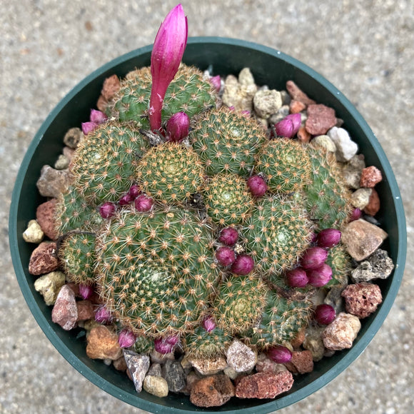 Rebutia sp. (pink flower) - 4 inch plant