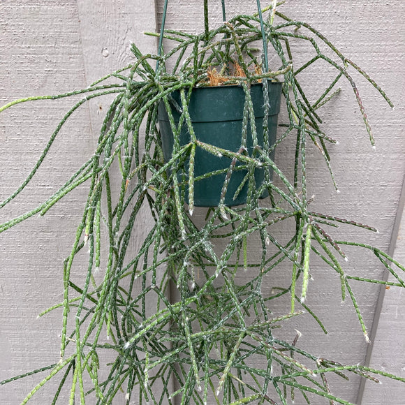 Rhipsalis pilocarpa - 6 inch hanging plant