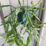 Rhipsalis rhombea - 6 inch hanging plant