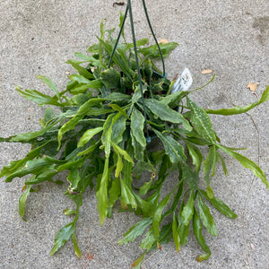 Rhipsalis occidentalis - 6 inch hanging plant