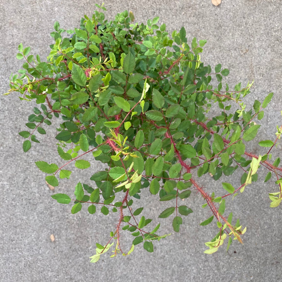 Rosa gymnocarpa - 1 gallon plant