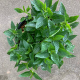 Salvia coerulea 'Argentina Skies' - 2 gallon plant