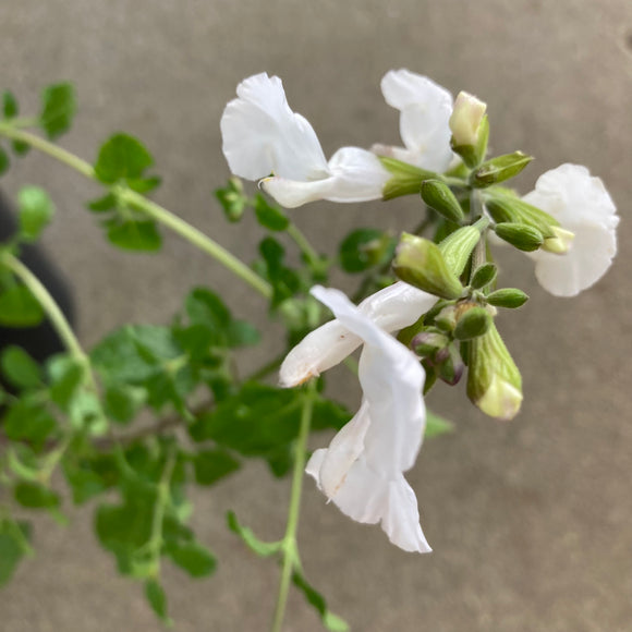 Salvia microphylla 'Gayle's White' - 1 gallon plant