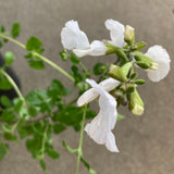 Salvia microphylla 'Gayle's White' - 1 gallon plant