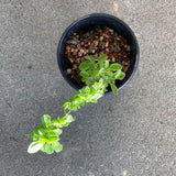 Salvia africana (giant form) - 1 gallon plant