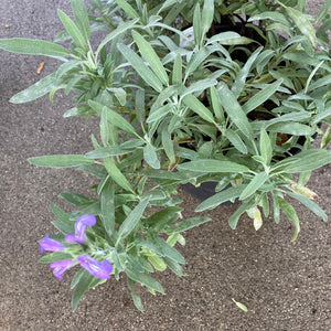 Salvia officinalis 'Robert Grimm' - 1 gallon plant