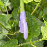 Salvia coerulea 'Argentina Skies' - 2 gallon plant