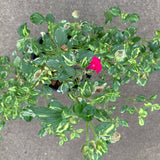 Salvia microphylla 'Bee Dazzled' - 1 gallon plant