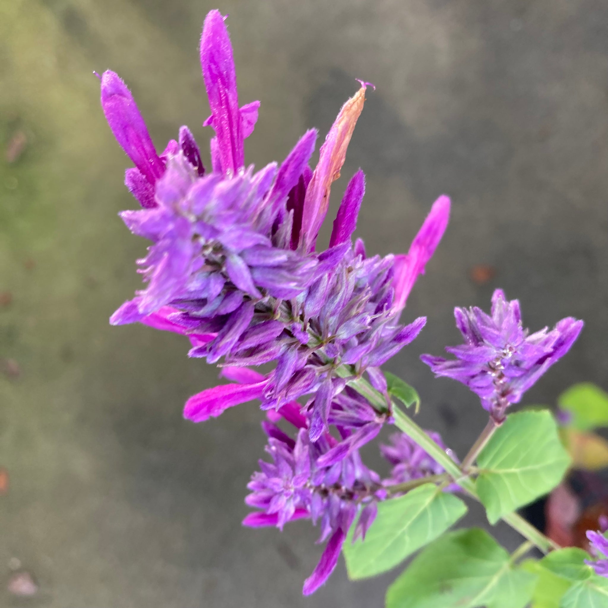 is salvia plant lavender Salvia purpurea 'Lavender Lace'