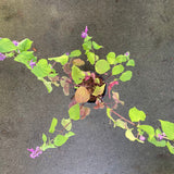 Salvia purpurea 'Lavender Lace' - 1 gallon plant