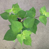 Salvia purpurea 'Lavender Lace' - 1 gallon plant