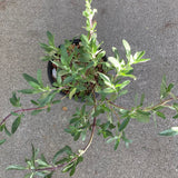 Salvia clevelandii 'Winnifred Gilman' - 1 gallon plant