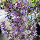 Salvia forsskaolii- 1 gallon plant