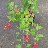 Salvia holwayi - 1 gallon plant