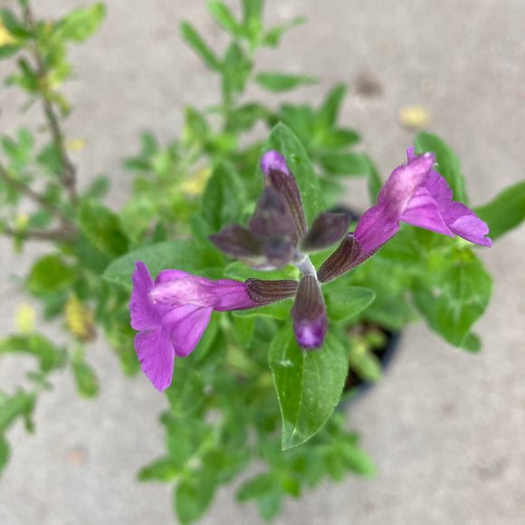 Salvia microphylla (lavender flower) - 1 gallon plant