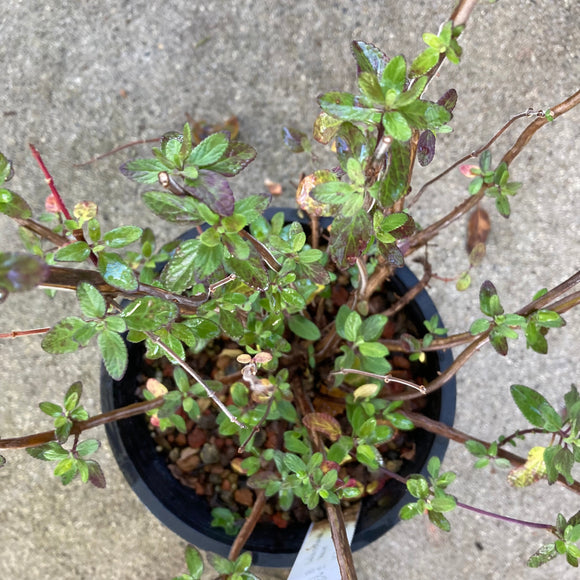 Salvia microphylla 'Mauve' - 1 gallon plant