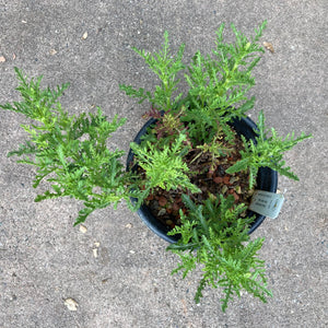 Salvia schlechteri - 1 gallon plant