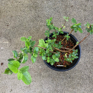 Salvia styphelus - 1 gallon plant