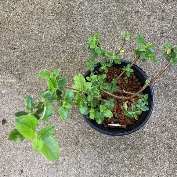 Salvia styphelus - 1 gallon plant