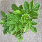Sambucus racemosa var. racemosa - 1 gallon plant