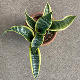 Sansevieria sp. - 4 inch plant