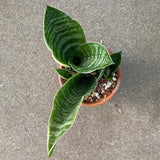 Sansevieria sp. - 4 inch plant