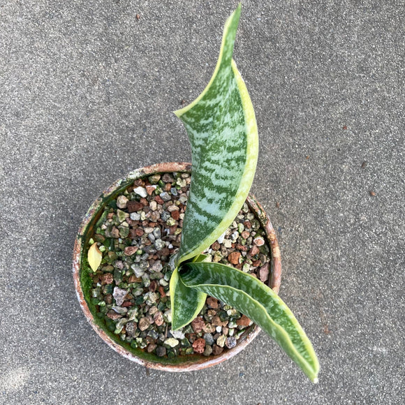 Sansevieria trifasciata 'Futura' - 6 inch plant