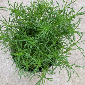 Santolina ericoides - 1 gallon plant