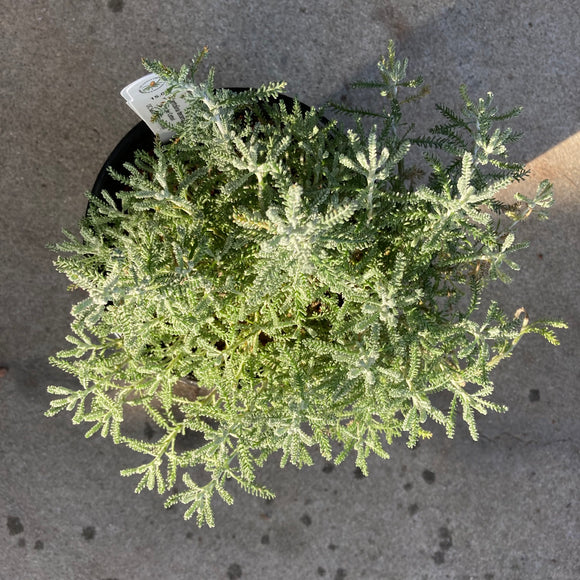 Santolina decumbens 'Silver' - 1 gallon plant