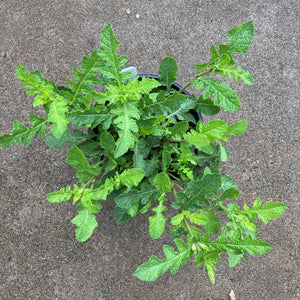 Salvia aurita - 1 gallon plant