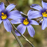 Sisyrinchium bellum - 1 gallon plant