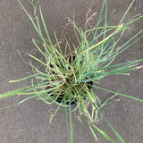 Sisyrinchium bellum - 1 gallon plant