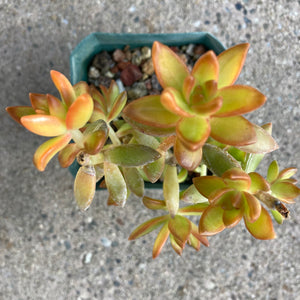 Sedum adolphi 'Firestorm' - 4 inch plant