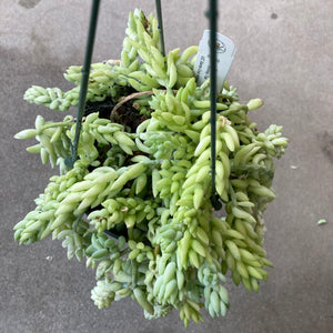 Sedum morganianum - 6 inch hanging plant