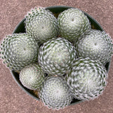 Sempervivum ciliosum - 6 inch plant