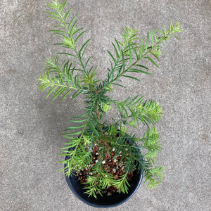 Sequoia sempervirens - 1 gallon plant