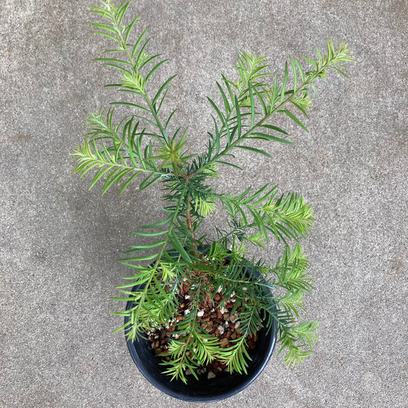 Sequoia sempervirens - 1 gallon plant